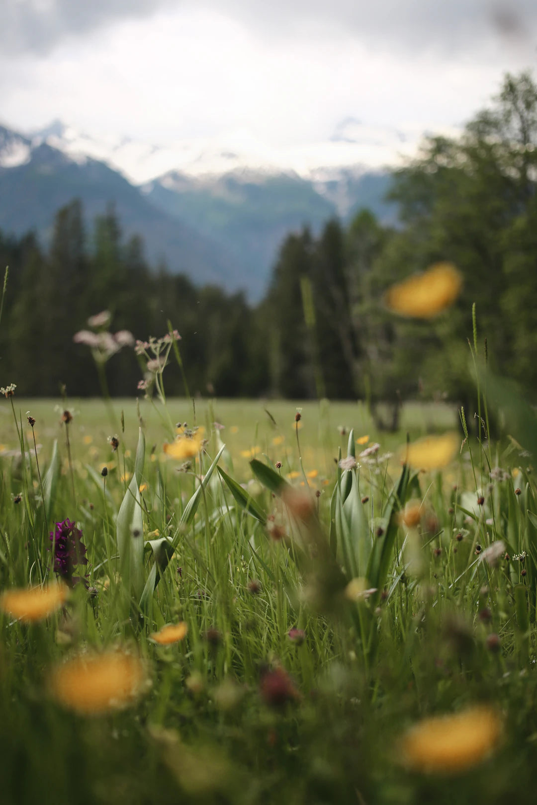 Farben in der Natur und ihre Wirkung auf die Deko