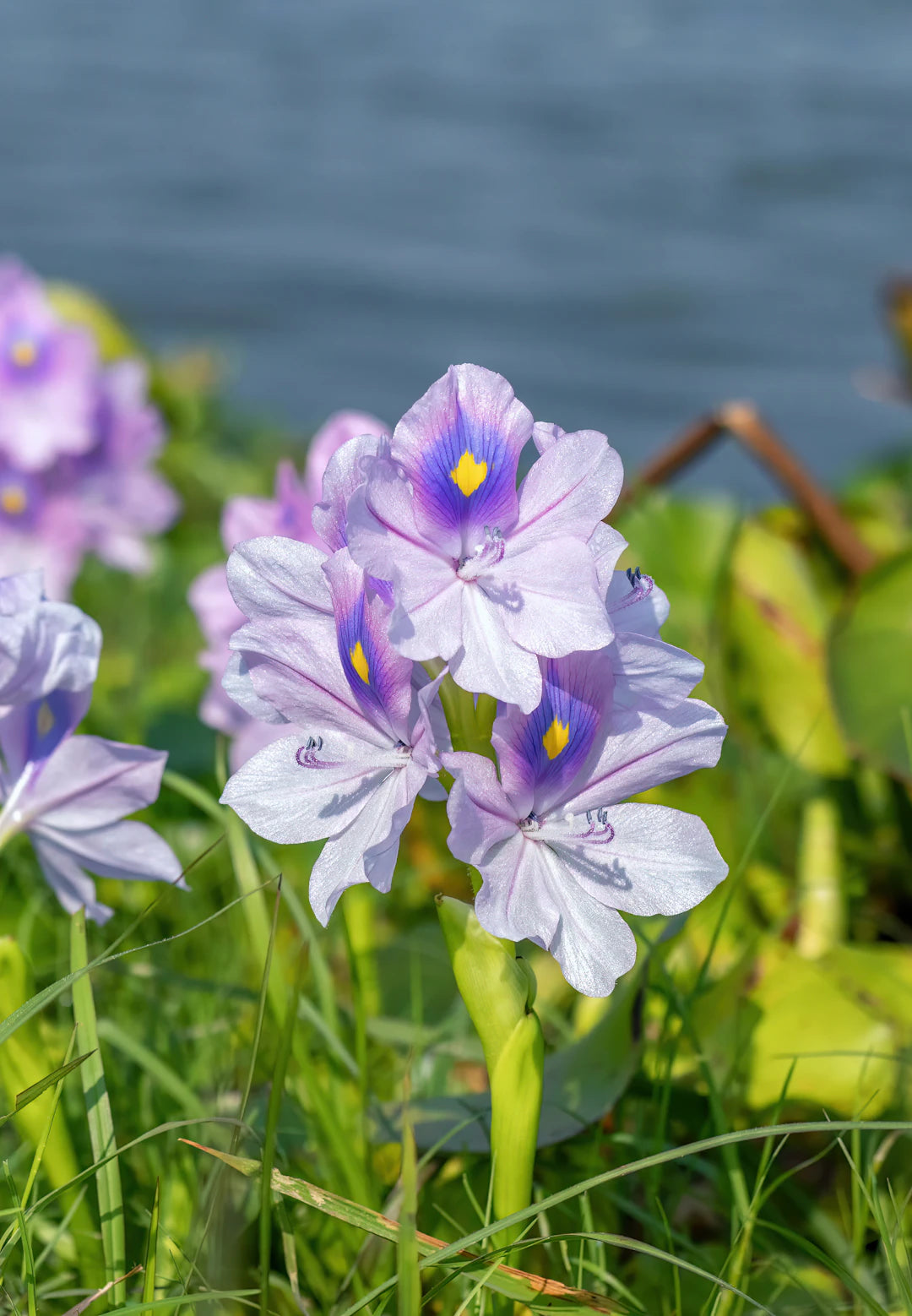 Körbe aus Wasserhyazinthe für eine stilvolle Aufbewahrung
